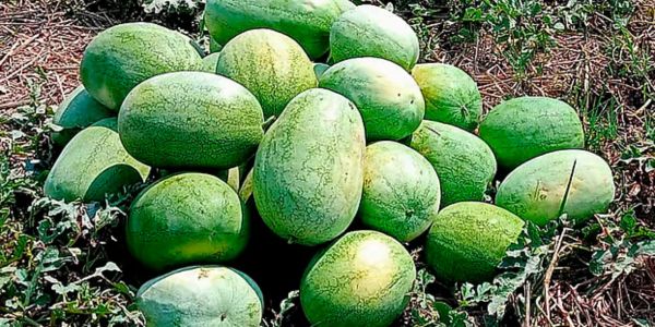 ফেলে রাখা লবণমাঠে তরমুজ চাষ, যেভাবে সফল তিন বন্ধু